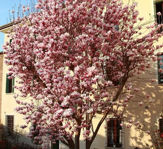 Frühstückspension La Magnolia *